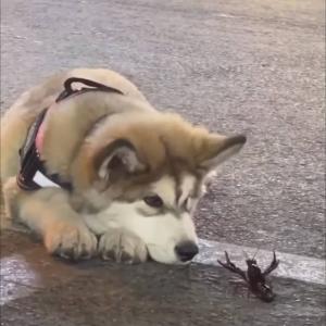 Поганка