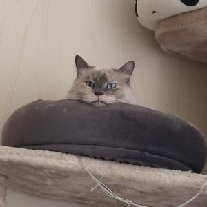 tasha