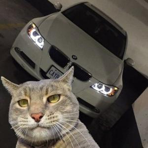 Кот с бмв